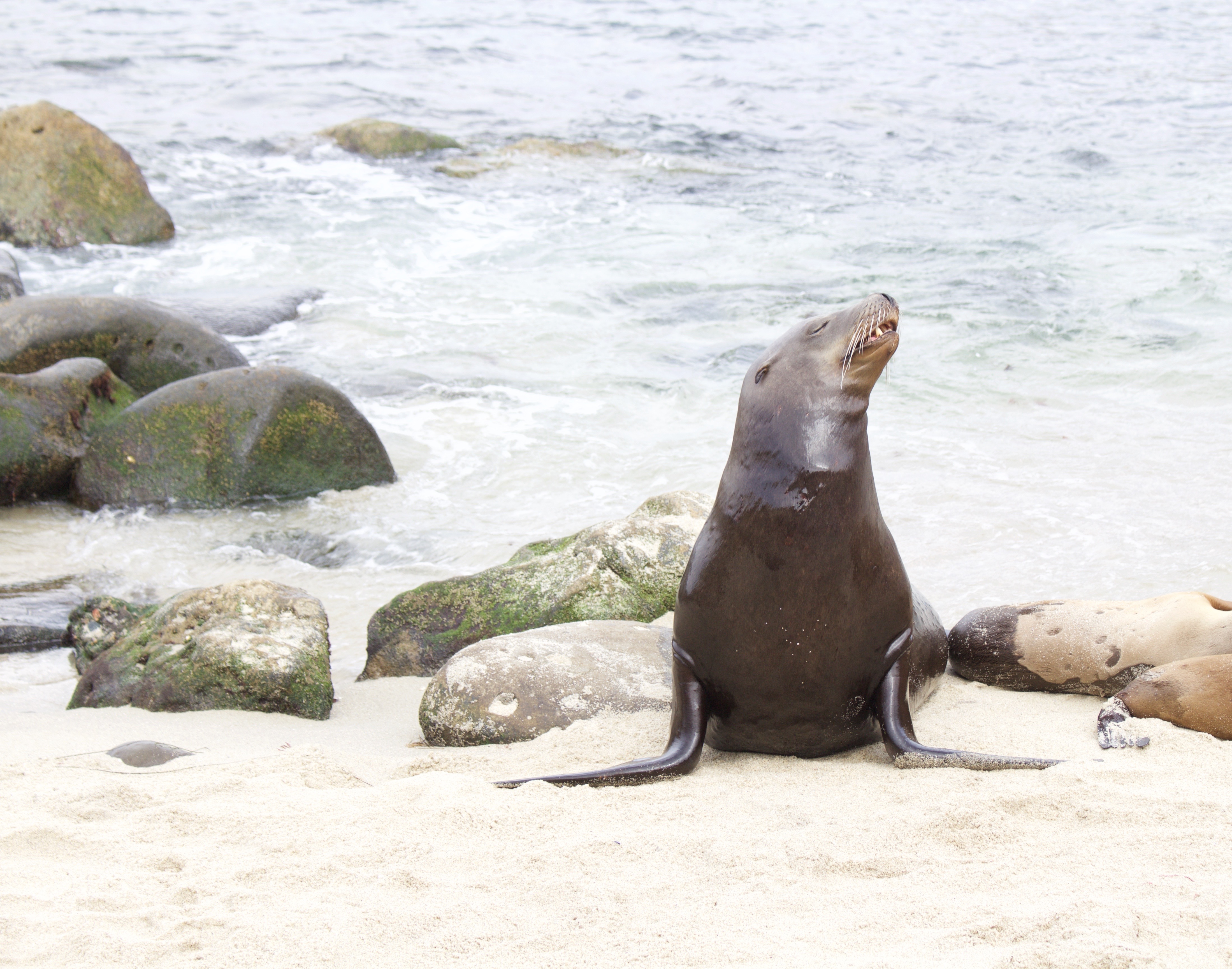 seal - la jolla cove - My Styled Life