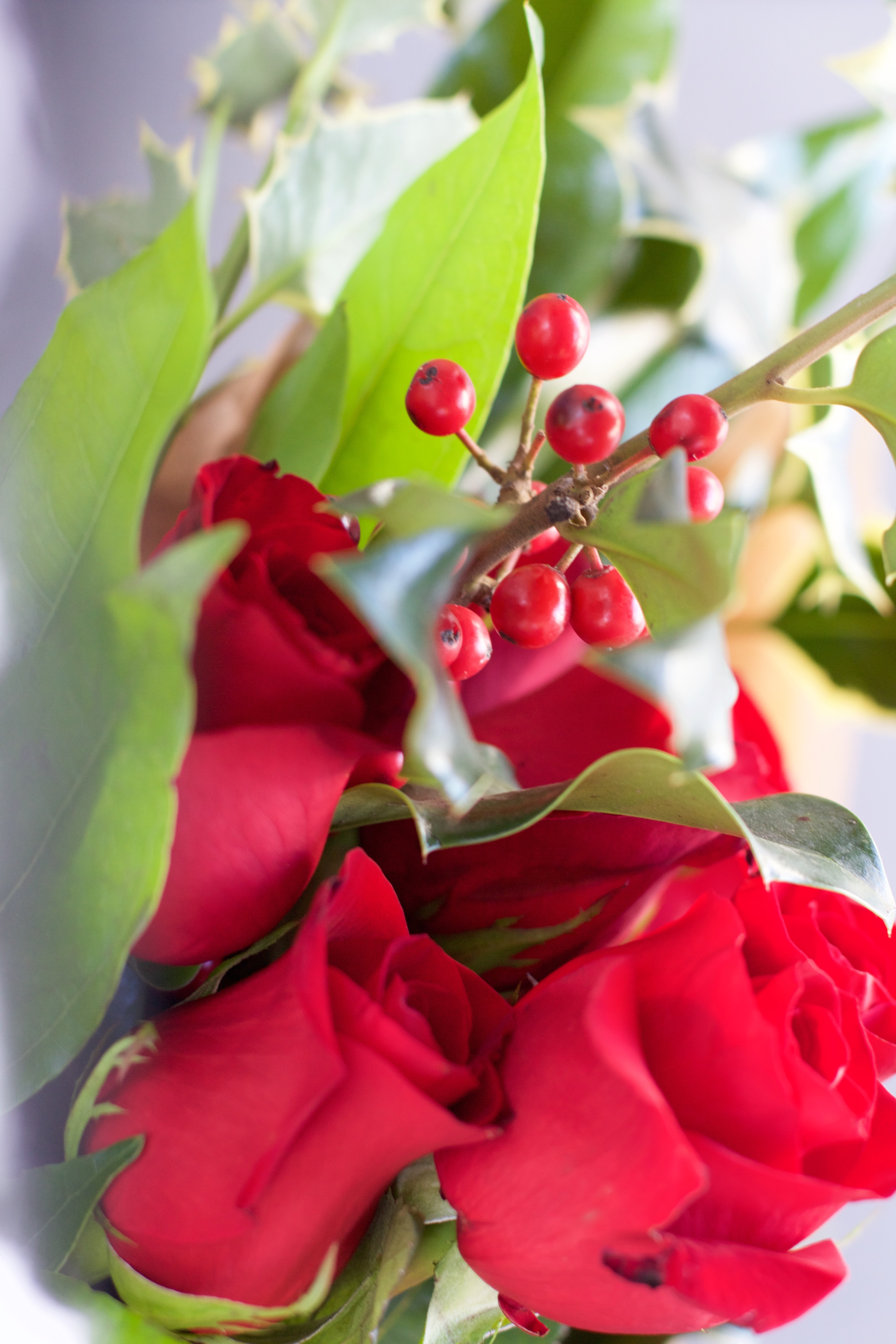 Christmas flowers and holly