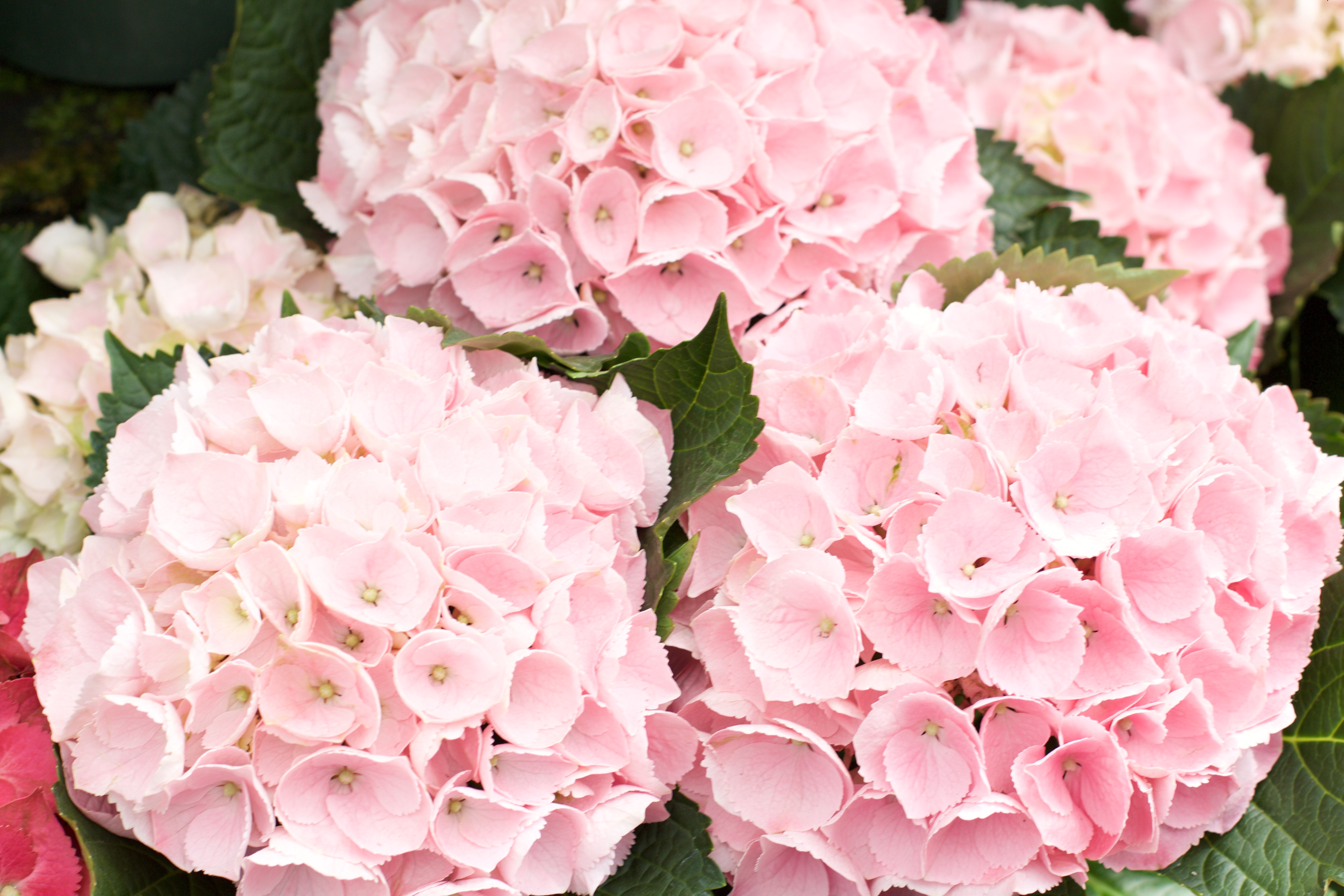 pink hydrangeas