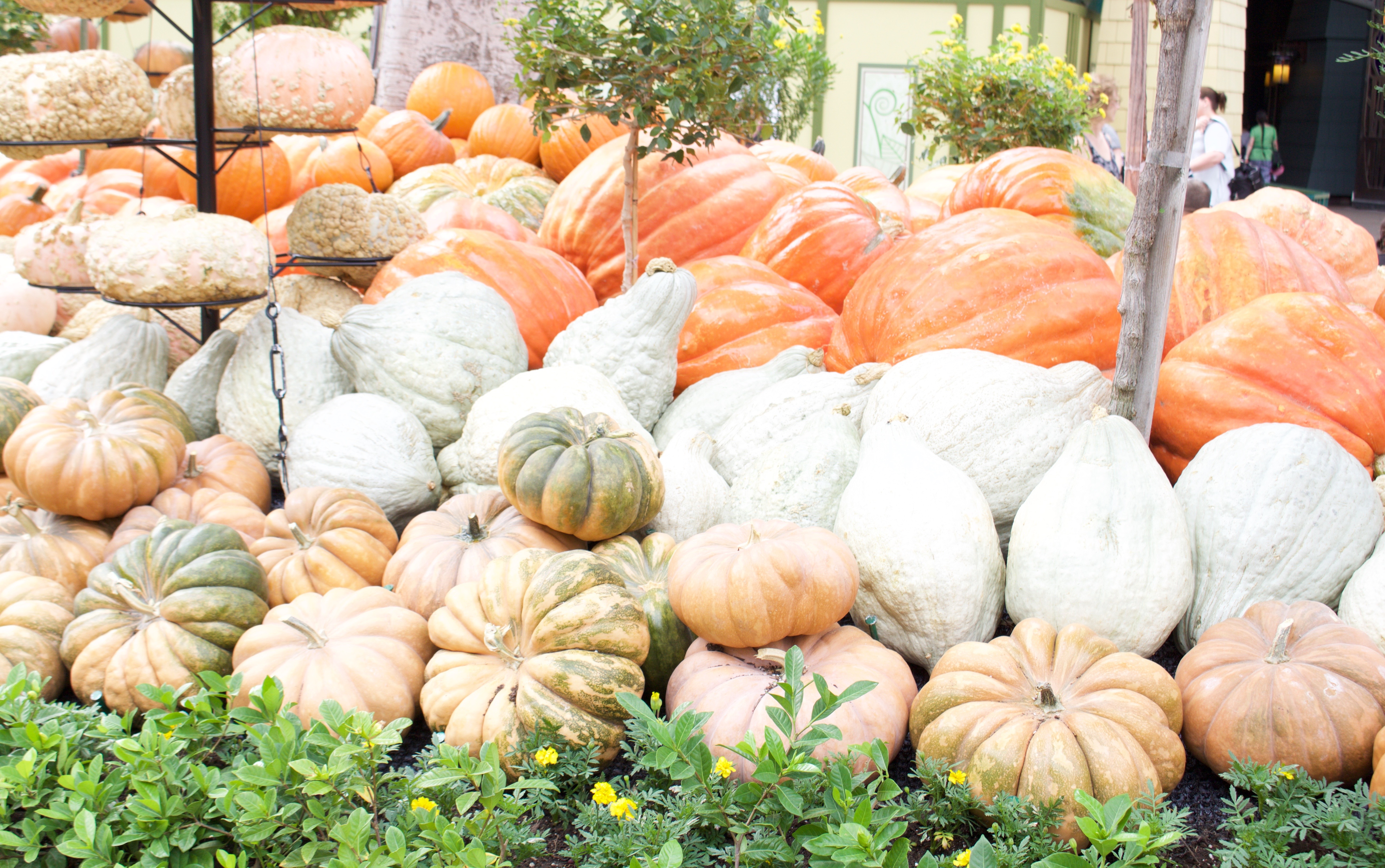 downtown disney pumpkins