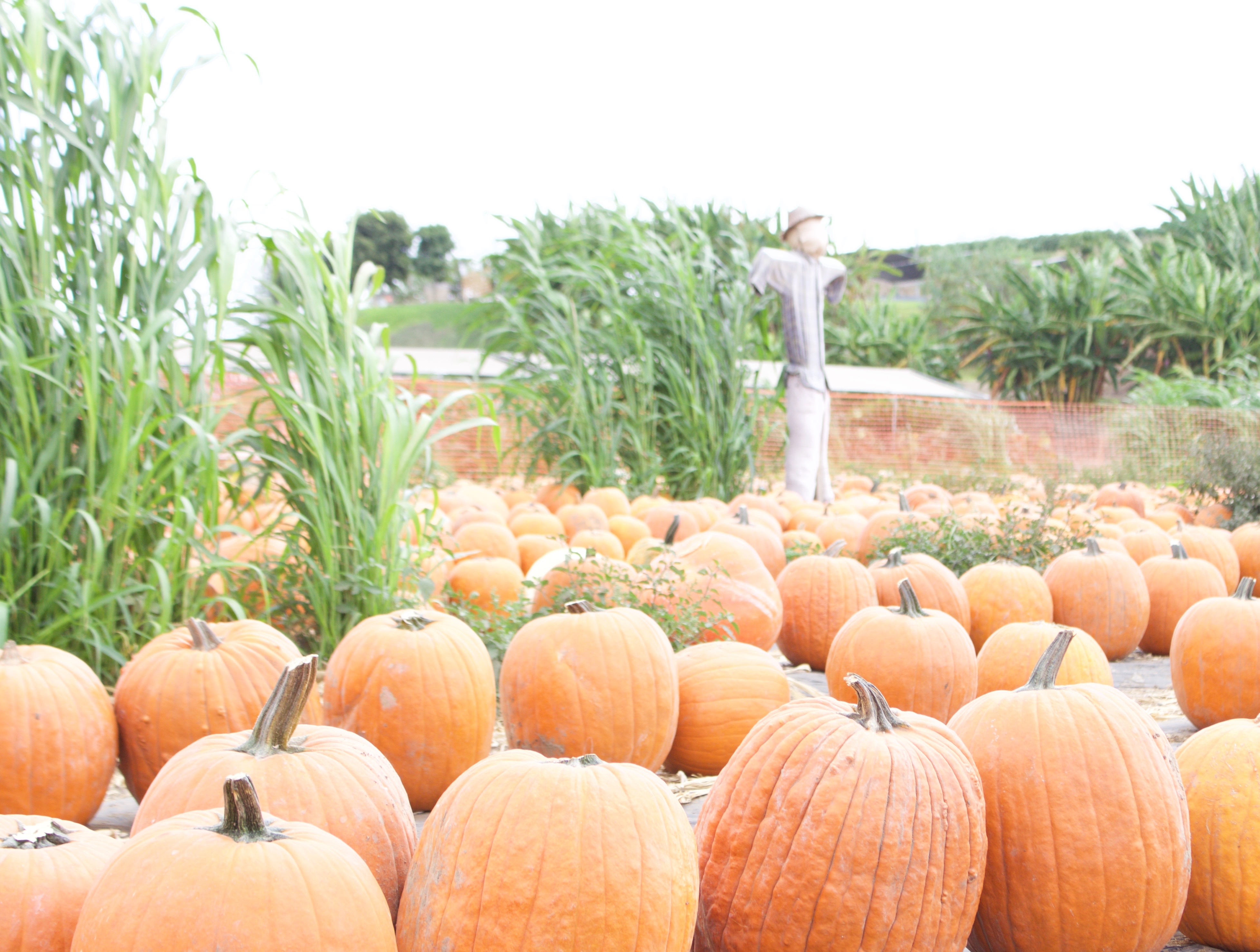 OC pumpkin patches