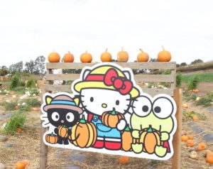 sanrio pumpkin patch