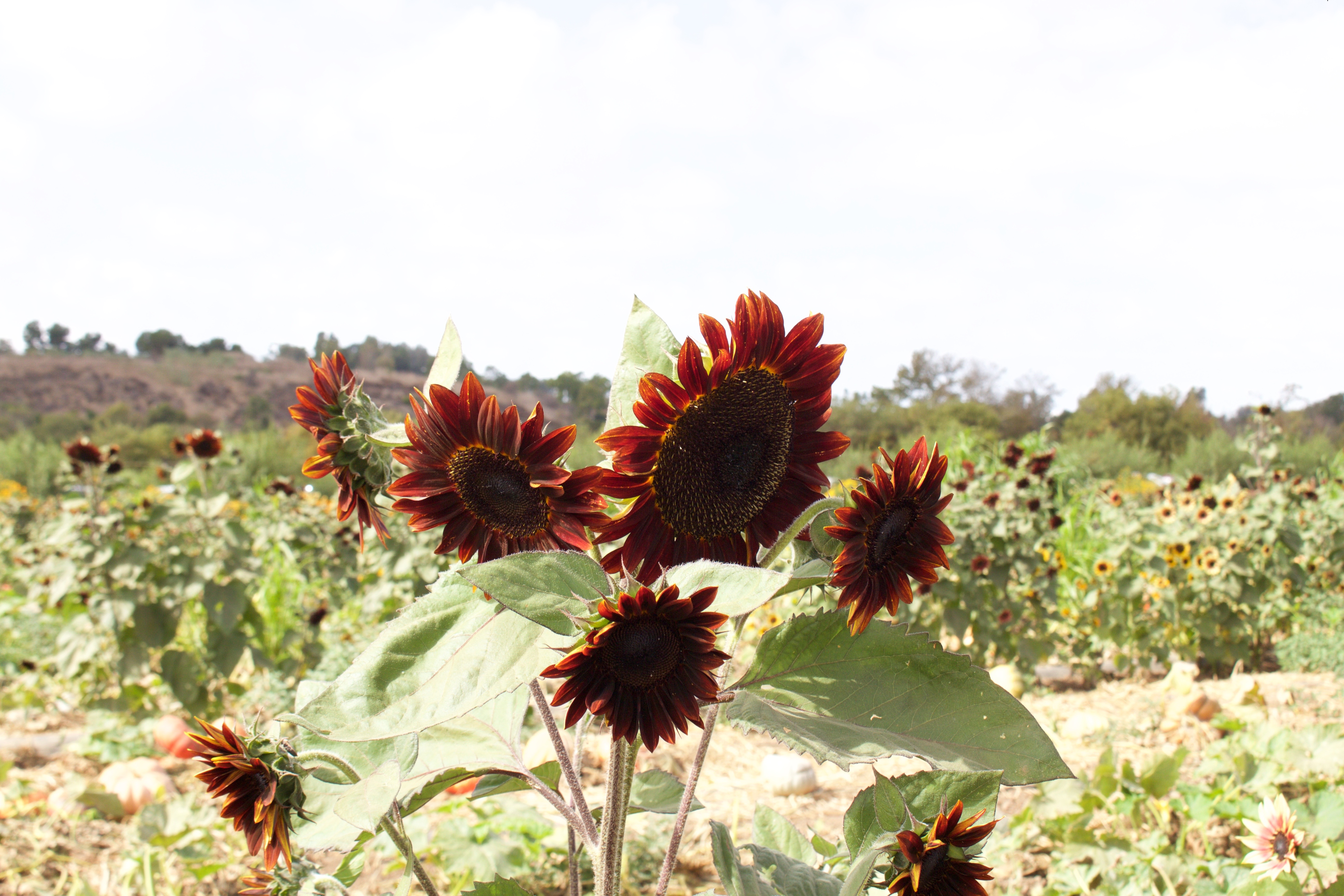 tanaka farms sunflowers