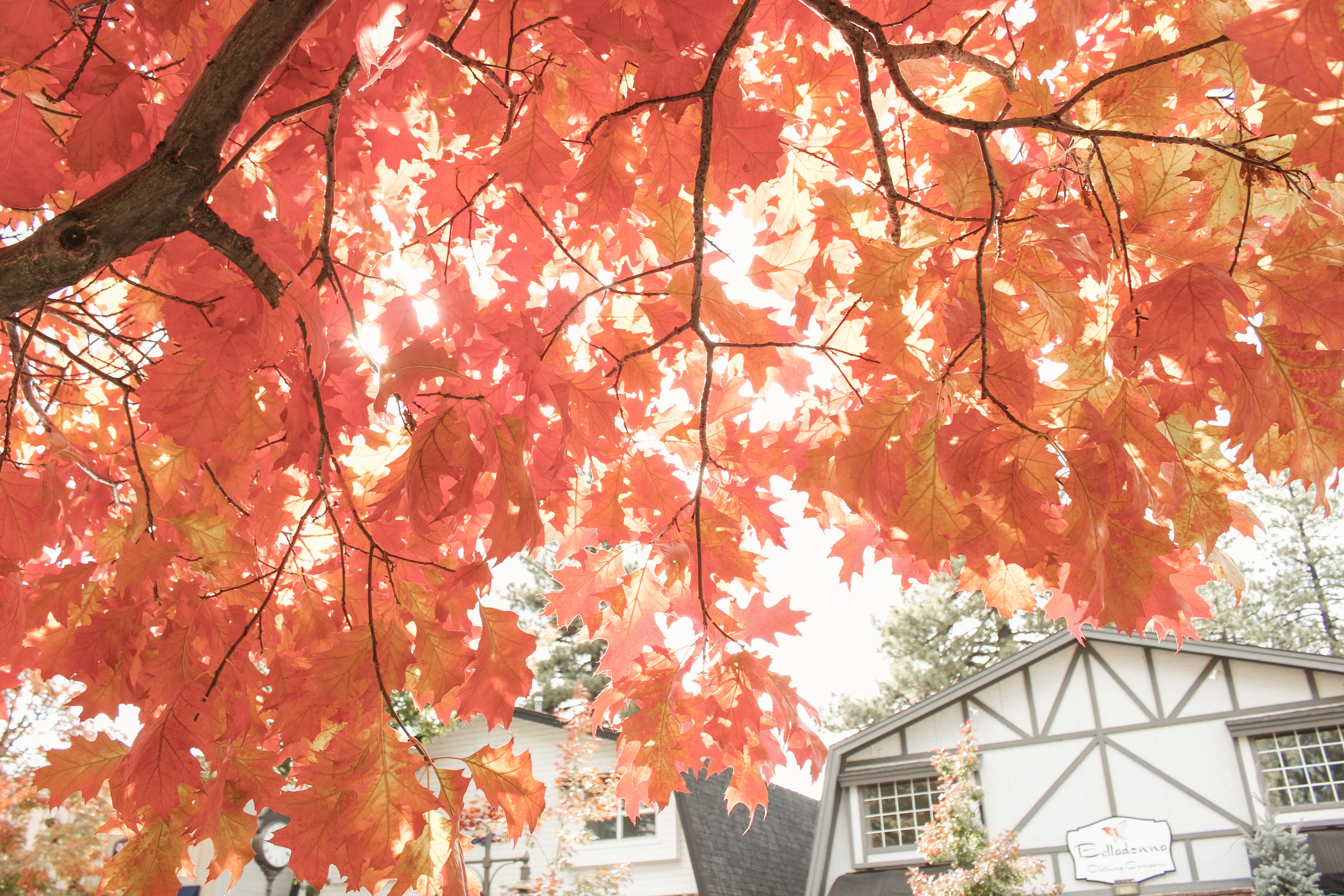 Where to Find Fall Leaves in Southern California