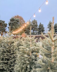 christmas trees roger's gardens