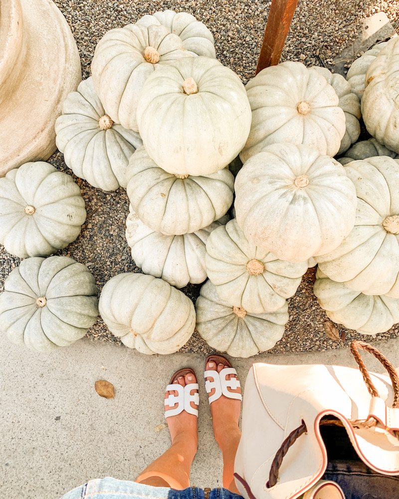 oc pumpkin patch