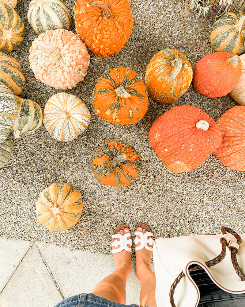 orange county pumpkin patch oc
